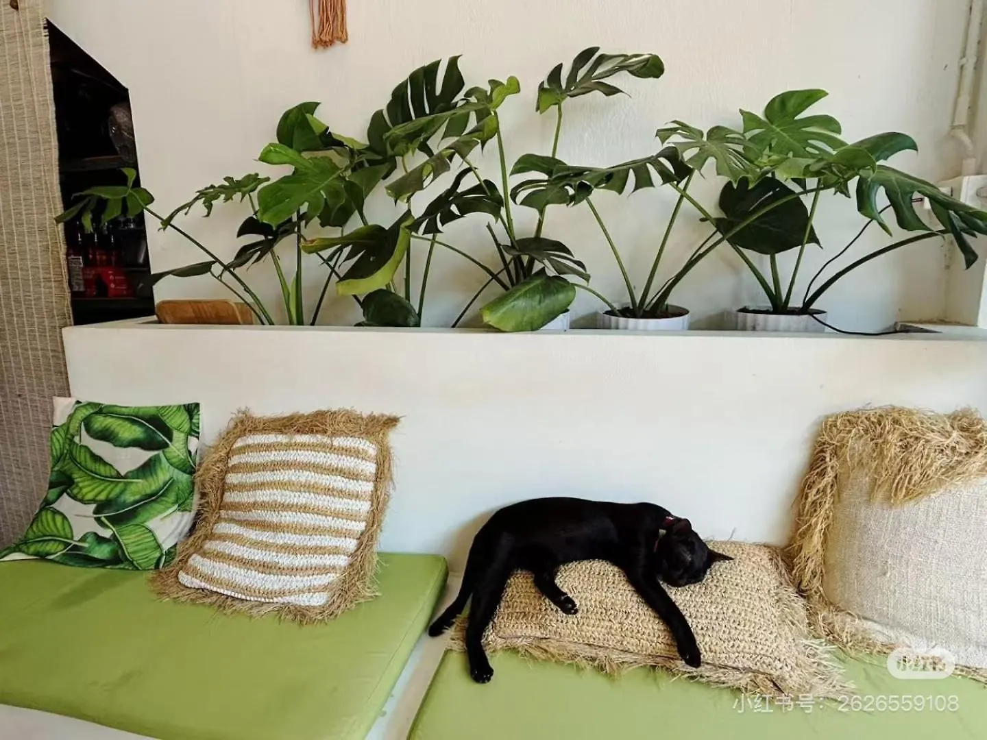 Cactus Boutique Hostel Koh Tao